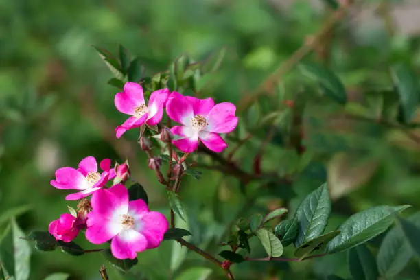Rosa glauca close up in botanical garden, redleaf rose outside in autumn time, flora concept