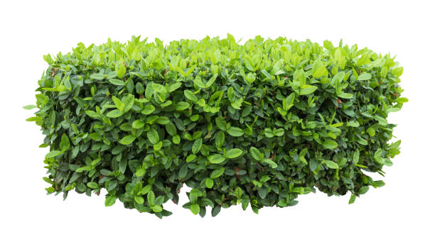 istock Tropical plant fence bush tree isolated on white background with clipping path. 1513707334