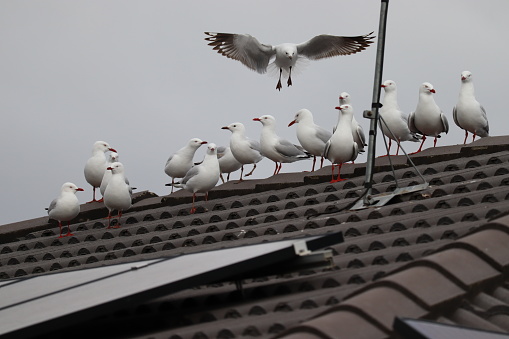 Silver gulls attacking the roof of house in the street. They are screaming and fighting with each other. Silver gull is a Australian native bird.
