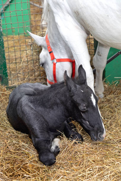 istock Newborn Foal Horse 1513721681