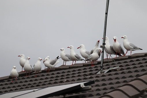 Silver gulls are attacking the roof of the house in the street. They are screaming and fighting with each other.