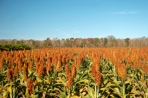 Photo of sorghum plantation. Agriculture.
