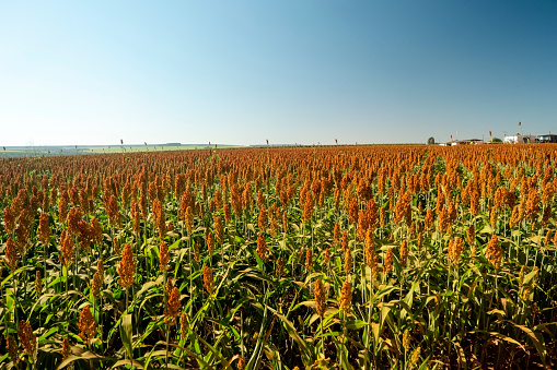 Photo of sorghum plantation. Agriculture.