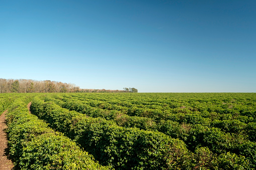 Photo of a coffee plantation. Agriculture.