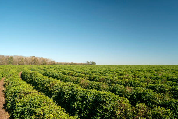 Coffee plantation stock photo