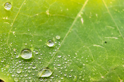 Water drops on green leaf