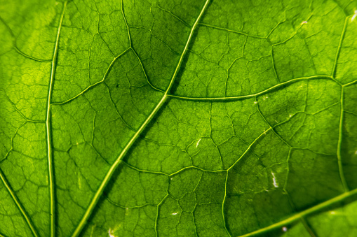 Macro of green leaf with veins