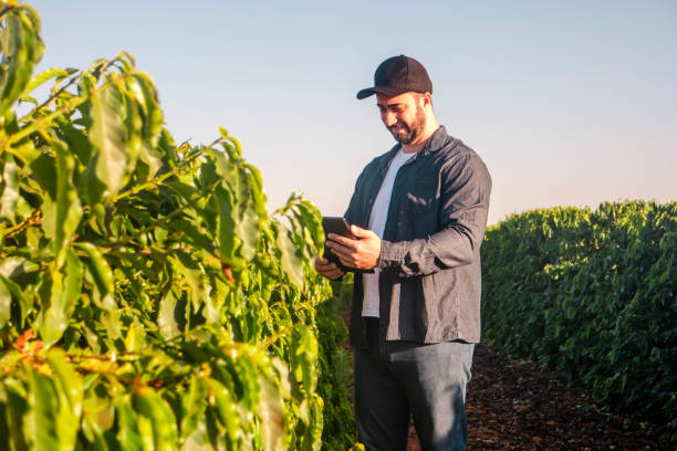 istock Man in a coffee plantation 1513765625