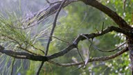 istock Spider webs in a tree blowing in the wind 1513778372