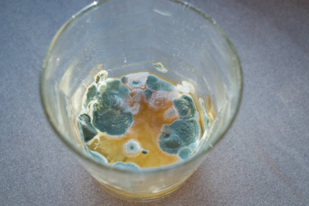 istock Moldy and contaminated  food. 1513781116