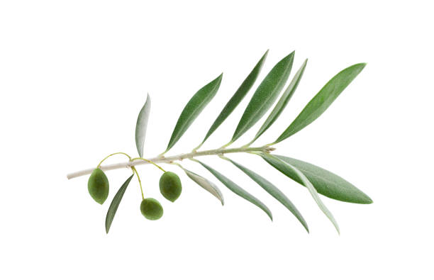 istock Fresh olive branch leaves and olive fruit isolated on white background 1513801732