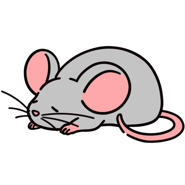 Sleep Rats Mouse 580+ Sleeping Rat Stock Illustrations, Royalty-Free Vector Graphics ...