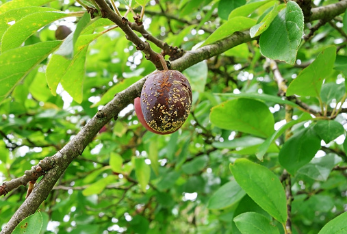 A plum on a tree attacked by a fungus