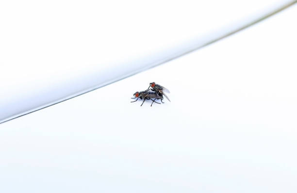 Two flies having sex in summer
