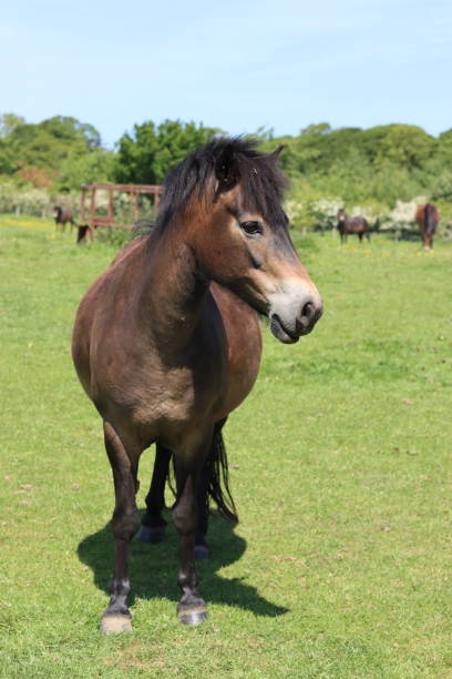istock Exmoor pony standing in a grassy field in summer 1513834817