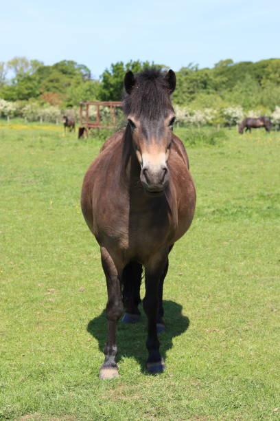istock Exmoor pony standing in a grassy field in summer 1513834835