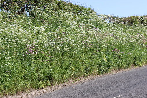 Cow parsley and red campion in a tall roadside wildflower verge