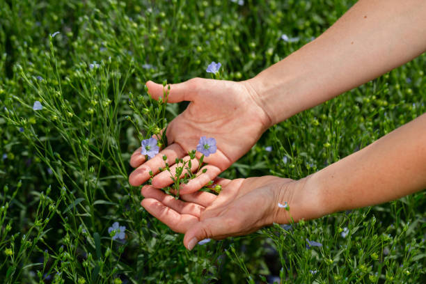 le mani femminili tengono le piante di lino con i fiori sullo sfondo di un campo di lino - seed flax seed human hand food foto e immagini stock