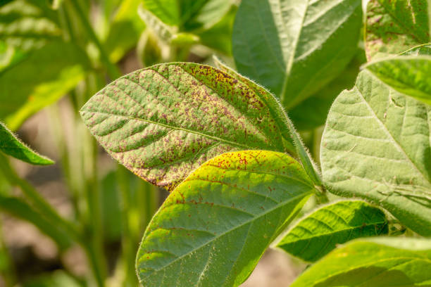 istock Soybean leaf septoria close-up 1513851045