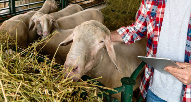 istock Livestock farmer using digital tablet for downloading data from microchip installed on the sheep, smart farming. 1513861641