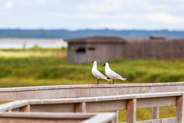 istock Pair of Black headed gulls sitting on a railing 1513864365