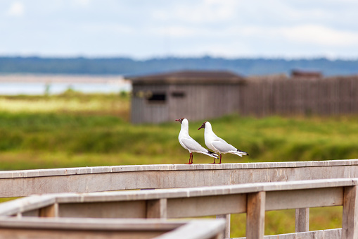 Pair of Black headed gulls sitting on a railing