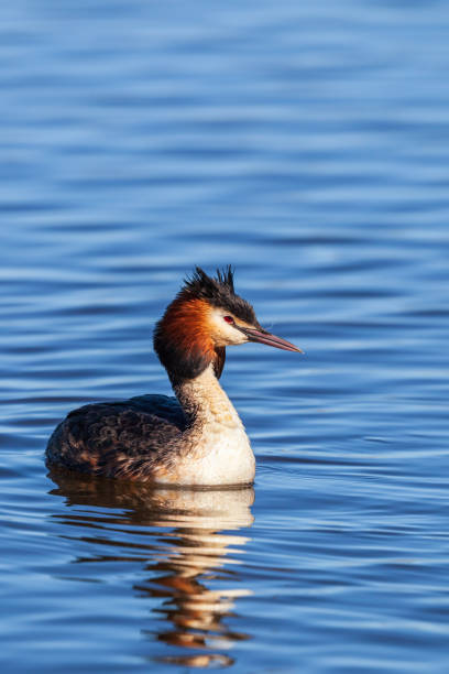 Beautiful colored Great crested grebe in the water Beautiful colored Great crested grebe in the water great crested grebe stock pictures, royalty-free photos & images