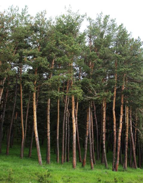 istock Pinus sylvestris, the Scots pine, Scotch pine 1513874458