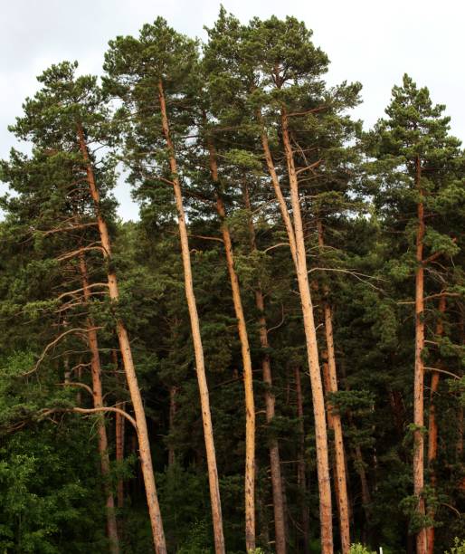 istock Pinus sylvestris, the Scots pine, Scotch pine 1513874975