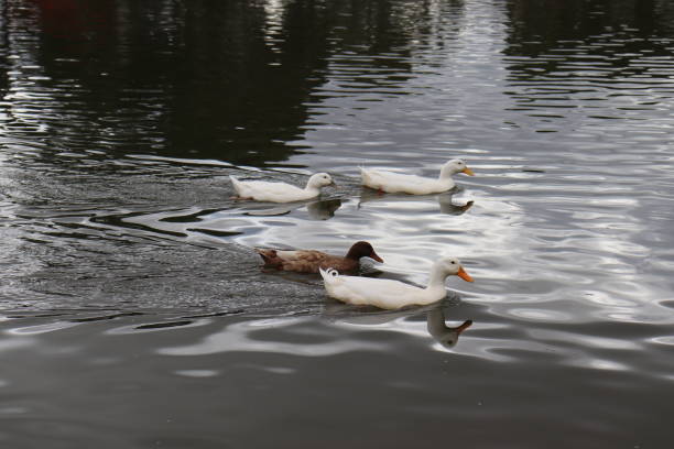 Where four friends meet, then the day will be beautiful. Australian natives duck- birds enjoying each other's company and swimming together.