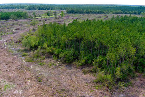 Aerial view of the forest where some of the land has been cleared possibly for deforestation, development, lumber, timber or insect control .