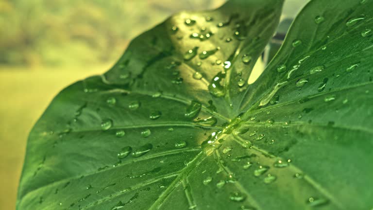 SLO MO LD Water flowing down an Alocasia leaf