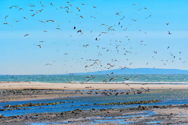 istock Brown Pelicans Dancing above Malibu's Coastal Beauty 1513937210