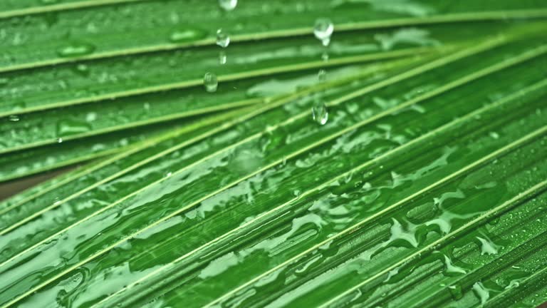 SLO MO LD Rain falling on a palm leaf