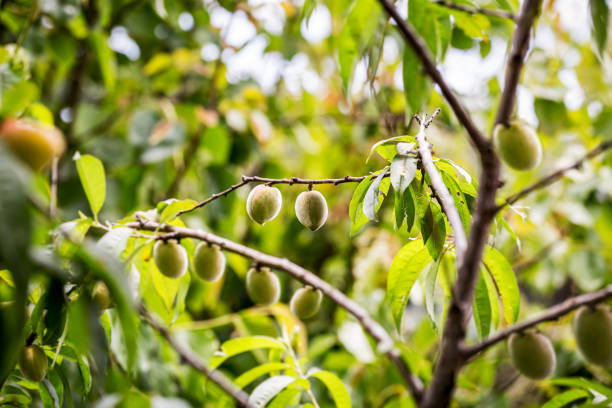 несколько мини-персиков на ветке, бразильские фрукты, бразильский персик на дереве, фрукты на природе, готовы к сбору, точечный фокус - peach peach tree close up fluffy стоковые фото и изображения