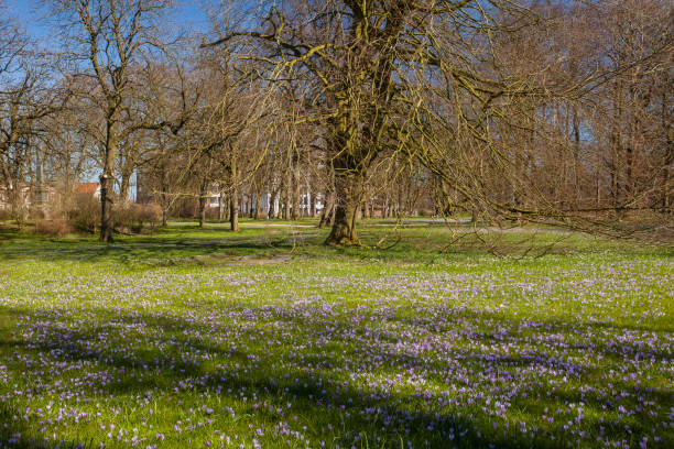 istock Crocus (Crokus), palace gardens in Husum, Schleswig-Holstein 1513950869