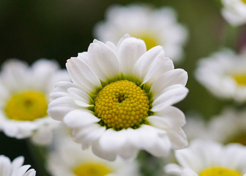 White and green colors