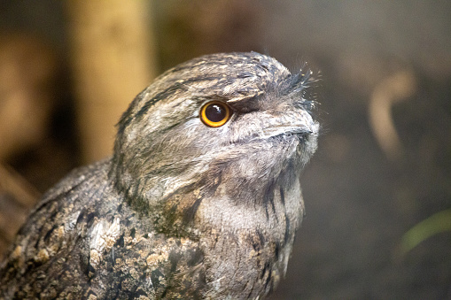 Explore the fascinating Tawny Frogmouth, a unique nocturnal bird native to Australia. With its owl-like appearance and cryptic plumage, it blends seamlessly into its surroundings.
