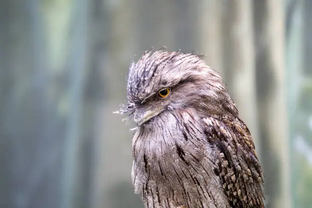 Encounter the enigmatic Tawny Frogmouth, a nocturnal avian species hailing from the forests and woodlands of Australia. With its wide eyes and cryptic plumage, this unique bird blends seamlessly into its surroundings, silently watching over the night.
