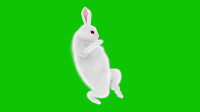 White Rabbit walking cautiously across the screen on chromakey
