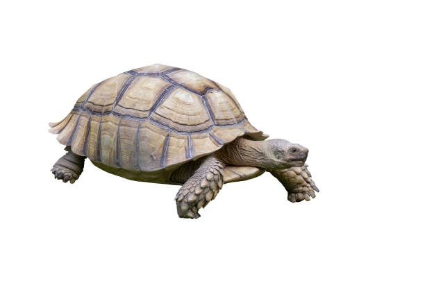 istock Big Sulcata Tortoise or turtle walking isolated on white background included clipping path. 1513993051