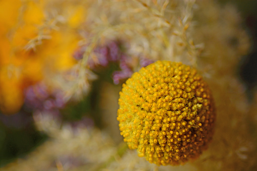 Close-up image of a Pom Pom Dahlia on a sunny day