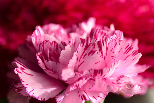 Lush bush of bicolor light and dark pink Dianthus caryophyllus of Caryophyllaceae,also called carnation Doris,growing in garden,on sunny day.Horizontal banner, selective focus on one flower,close-up.