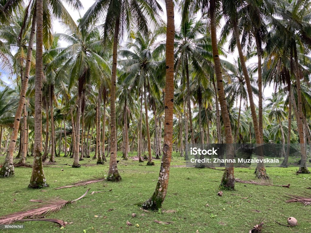 Coconut palms in Philippines Coconut palms on Siargao Island, Philippines Above Stock Photo