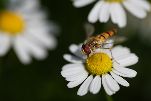 Close-up of a striped hoverfly perched on a caraway flower. It is summer. The hoverfly searches for pollen.