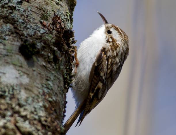 istock Eurasian treecreeper on the west coast in Sweden 1514036002