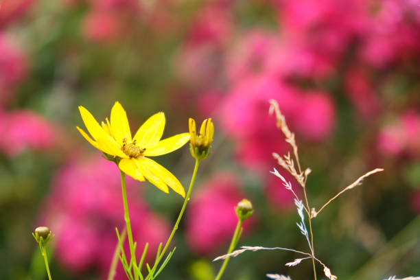Coneflower - Rudbeckia - beautiful yellow flower in the garden