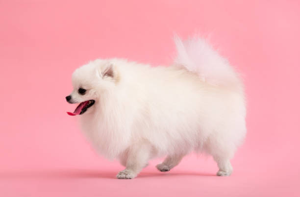 istock Dog breed pomeranian spitz funny walks on a pink background 1514050231
