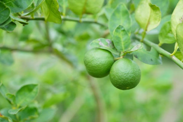 istock close up fresh lemon from tree branch 1514051079