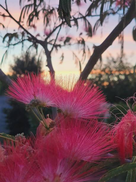 istock Silk tree, albizia in bloom 1514056292